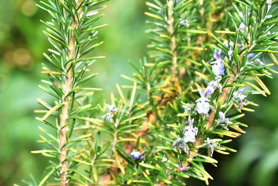 Rosmarinus officinalis - Romarin - LAMIACEAE - Bassin mediterranéen