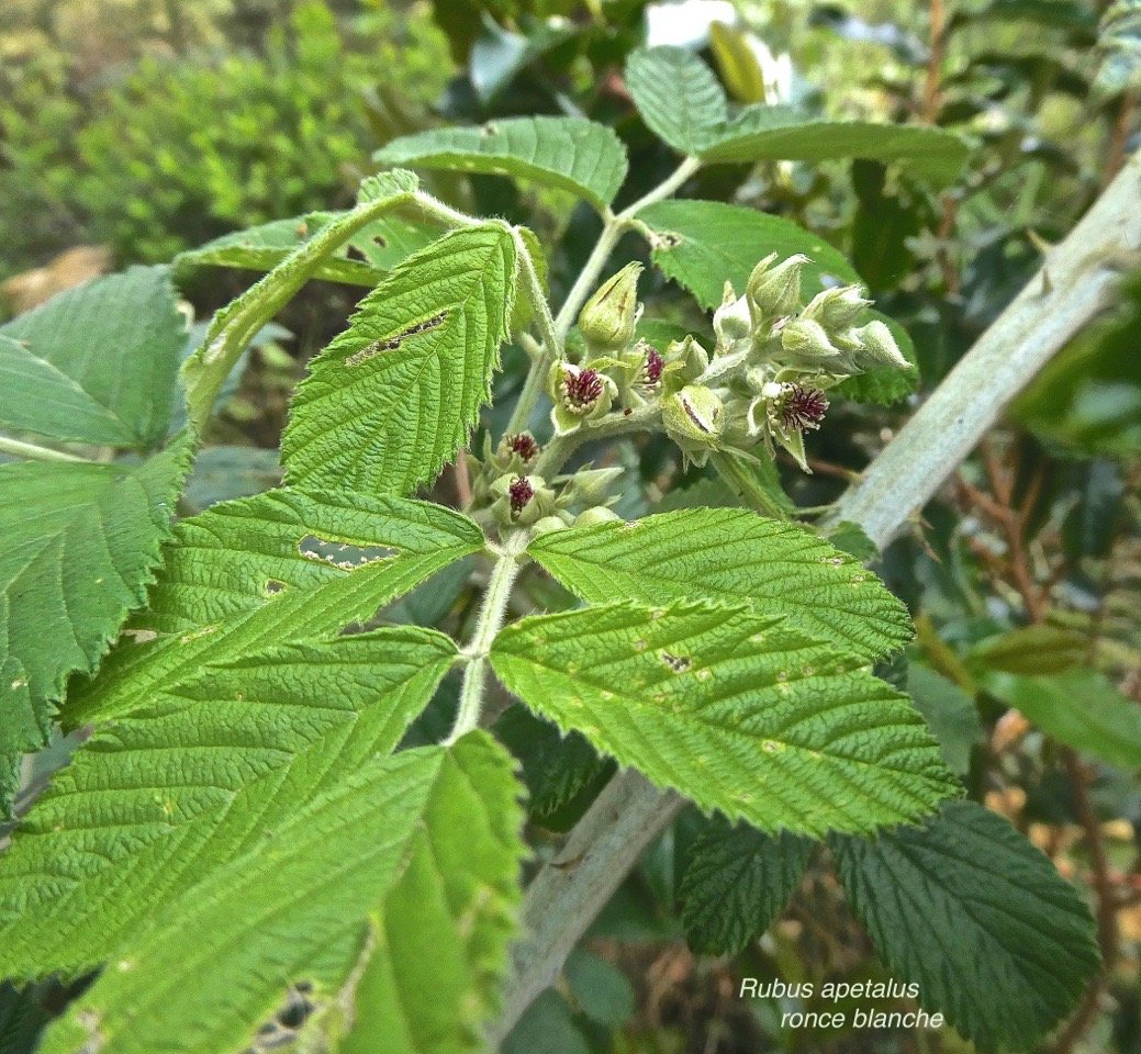 Rubus apetalus .ronce blanche.rosaceae.indigène Réunion.P1012803