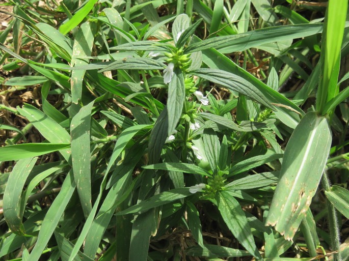 13 Herbe tombée IMG_3276