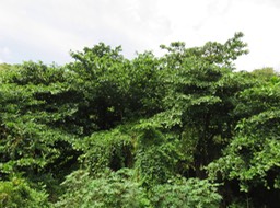 15 Badamiers IMG_3278