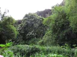 19 Bancoulier IMG_3282