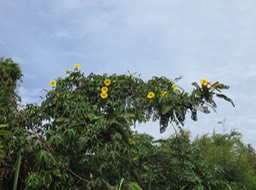 2 Rose des Bois Fleurs IMG_3265