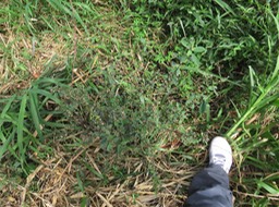 24 Herbe dure ou Sida IMG_3289