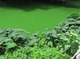 26 Colocasia Songe noir Eutrophisation de l'eau IMG_3291