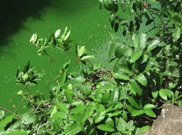 27 Liane papillon IMG_3292