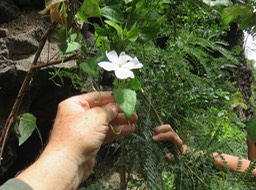 34 Thunbergia laevis IMG_3301