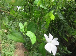 35 Thunbergia laevis  IMG_3302
