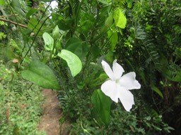 36 Thunbergia laevis IMG_3303