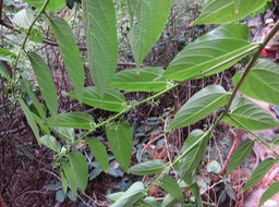 43 Bois d'andrèze IMG 3310