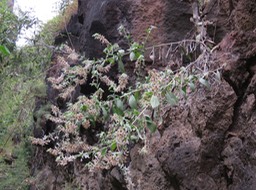 44 Herbe Tourterelle IMG_3311