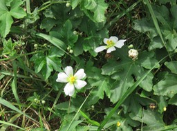 5 Calbasse amère IMG_3268