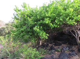 53 Bois de prune IMG_3322