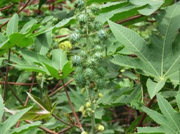 7 Ricin tantan IMG_3270