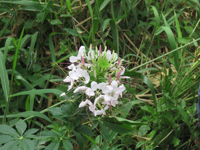 8 Cleome IMG_3271