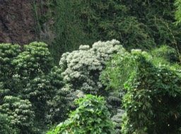 1 Bancoulier IMG_3264