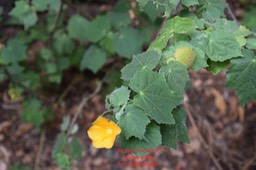 DSC_1710