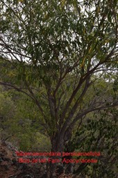 DSC_1732