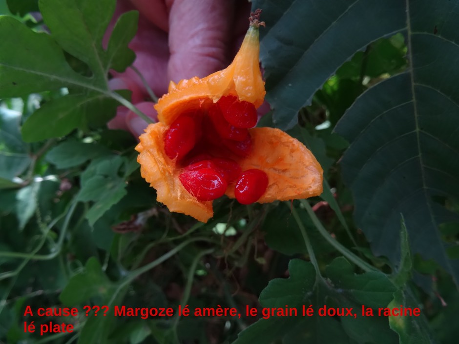 margoze