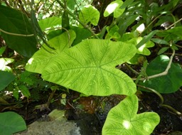 P1000491_3