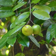 Diospyros nigra Sapote Ebenaceae EE 8895.jpeg