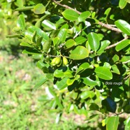 Elaeodendron orientala Bois rouge Celastra ceae Endémique Les Mascareignes 8929.jpeg