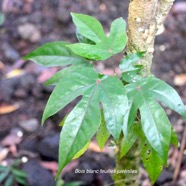 Hernandia mascarenensis Bois blanc Hernandia ceae Endémique La Réunion, Maurice 8986.jpeg