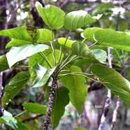 Hernandia mascarenensis Bois blanc Hernandiac eae Endémique la Réunion, Maurice 8948.jpeg