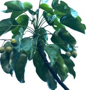 Hernandia mascarenensis Bois blanc Hernandiac eae Endémique La Réunion, Maurice 9011.jpeg