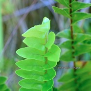 Nephrolepis abrupta Nephrolepidace ae Indigène La Réunion 8998.jpeg