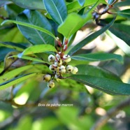 Psilotum mauritianum Bois de pe?che marron Myrt aceae Endémique La Réunion, Maurice 8966.jpeg