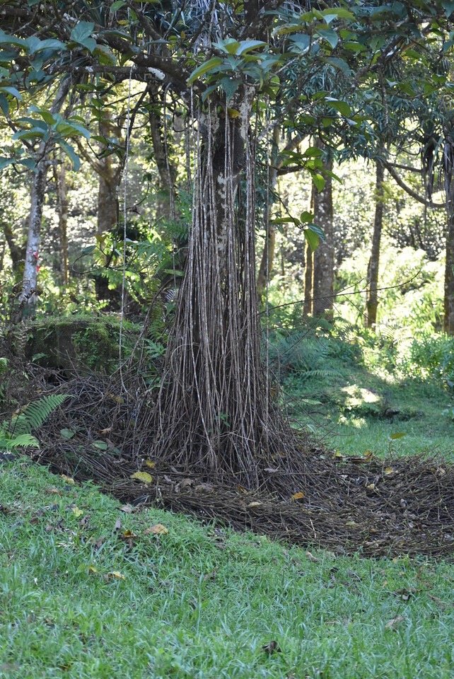 Ficus mauritiana - Pied de Bois rasta - Affouche rouge - MORACEAE - Endemique Reunion Maurice - MB3_2904.jpg