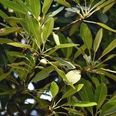 Labourdonnaisia calophylloides - Petit Natte - SAPOTACEAE - Endemique Reunion Maurice - MB3_2908.jpg
