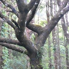 Terminalia bentzoe - Benjoin - COMBRETACEAE - Endemique Mascareignes - MB3_2953.jpg