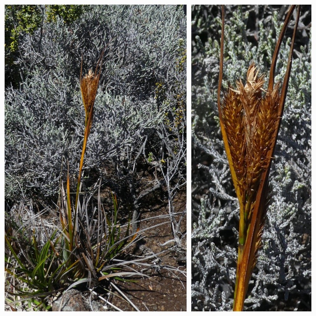 Carex_borbonica-Laiche_de_Bourbon-CYPERACEAE-Endemique_Reunion-20250402_181334.jpg