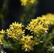 Hubertia_tomentosa-Ambaville_blanc-ASTERACEAE-Endemique_Reunion-MB4_0371.jpg