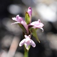 Satyrium_amoenum-Satyre_charmant-ORCHIDOIDEAE-Indigene_Reunion-MB4_0391.jpg