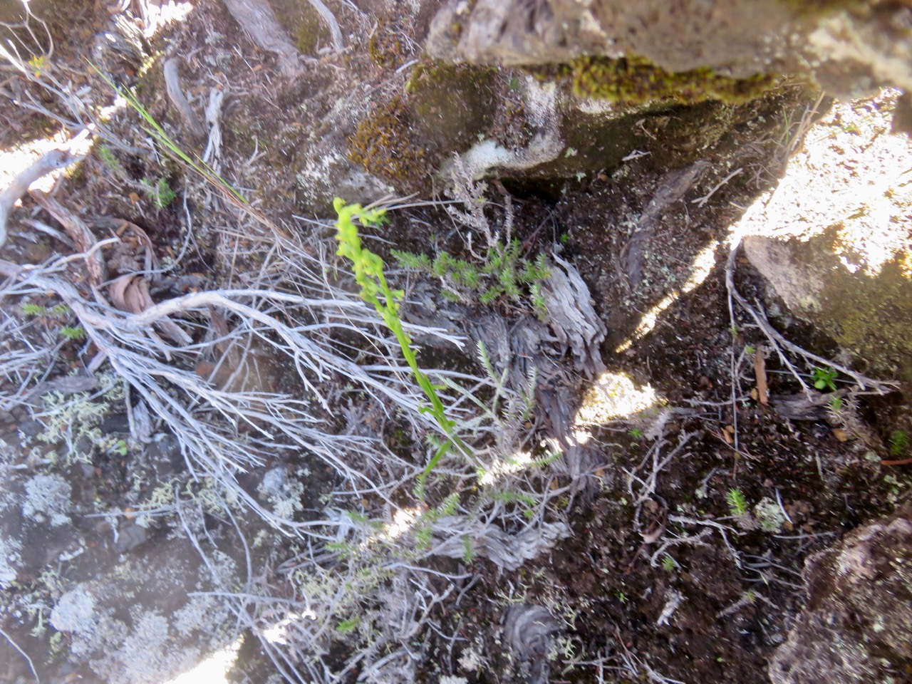 3. Benthamia ??? africana (ex-spiralis) (Thouars) - - ORHICACEA - A. Rich. Madagascar, La Réunion, Maurice.jpeg