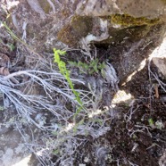 3. Benthamia ??? africana (ex-spiralis) (Thouars) - - ORHICACEA - A. Rich. Madagascar, La Réunion, Maurice.jpeg