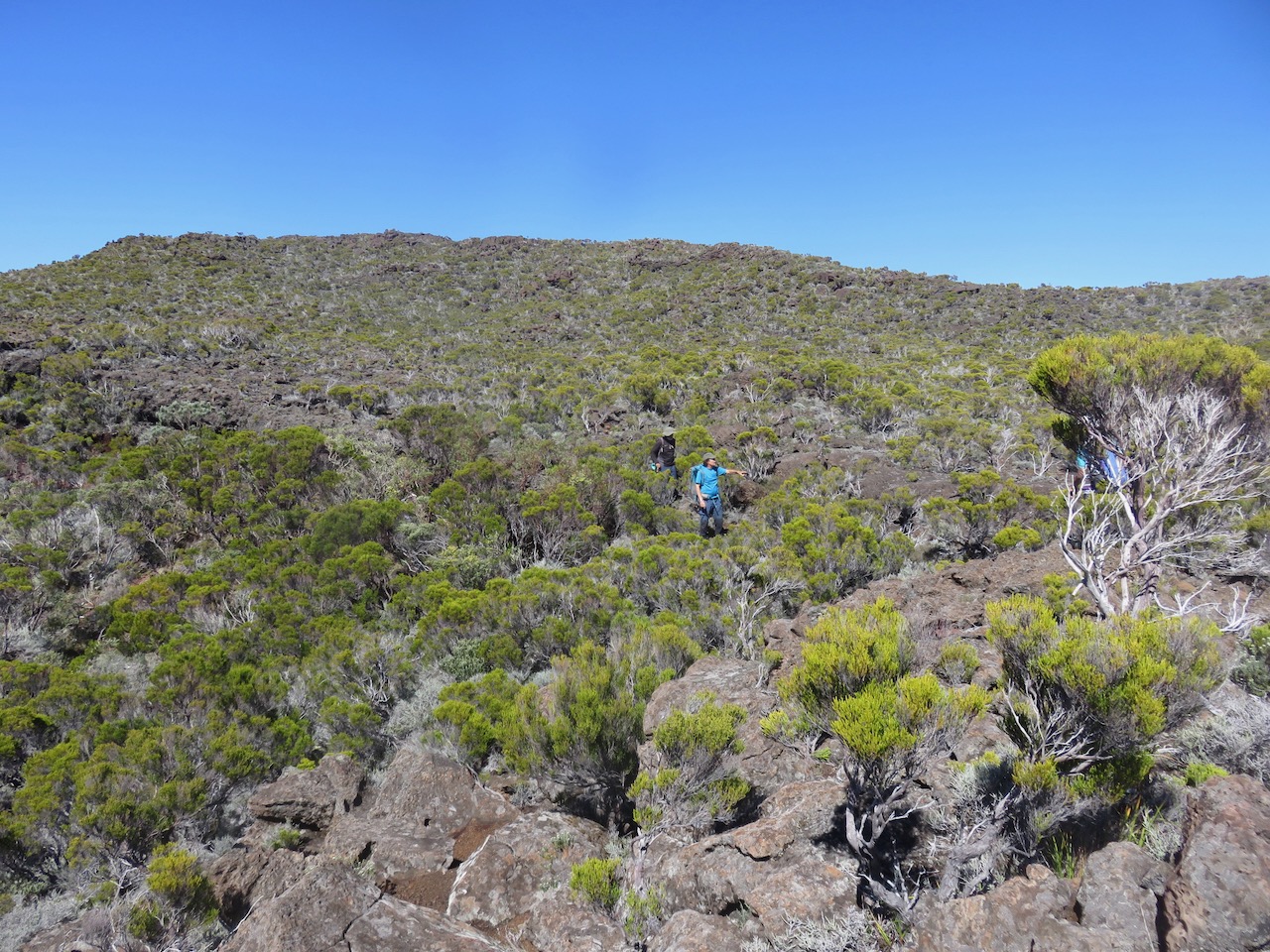 4. On recherche Phlegmariurus saururus.jpeg