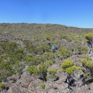 4. On recherche Phlegmariurus saururus.jpeg