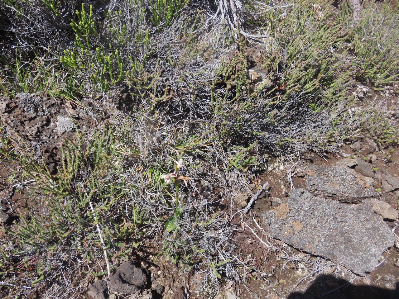 4b. Satyrium amoenum - Satyre charmant - ORCHIDACEAE Indigène.jpeg