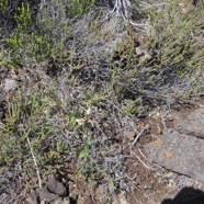 4b. Satyrium amoenum - Satyre charmant - ORCHIDACEAE Indigène.jpeg