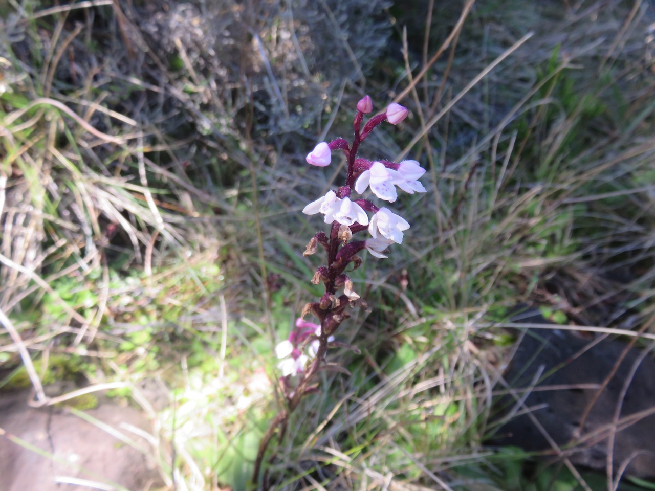 13. Cynorkis breviplectra - &Oslash; - Orchidaceae.jpeg