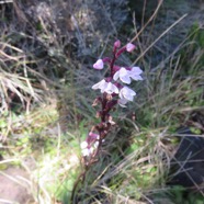 13. Cynorkis breviplectra - &Oslash; - Orchidaceae.jpeg