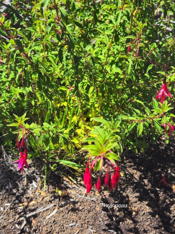  Fuchsia magellanica Ti zanneau Onagraceae E E 07.jpeg