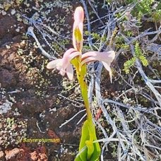 Satyrium amoenum Satyre charmant Orch idaceae  Indigène La Réunion 42.jpeg