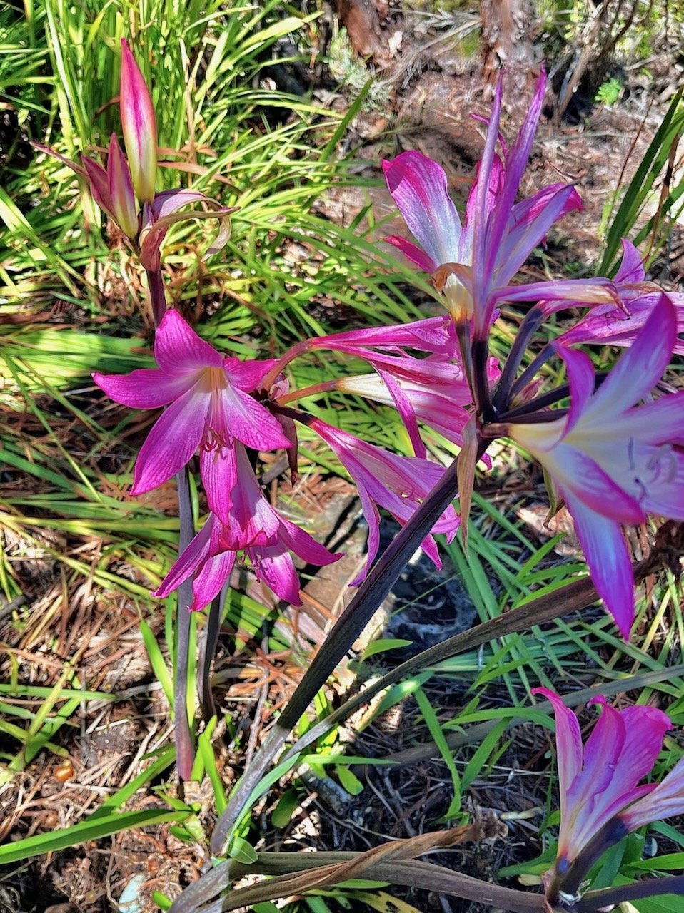 Amaryllis belladonna à l'oratoire Ste Thérèse.amaryllidaceae . espèce cultivée.MG_5730.jpeg