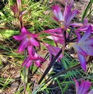 Amaryllis belladonna à l'oratoire Ste Thérèse.amaryllidaceae . espèce cultivée.MG_5730.jpeg