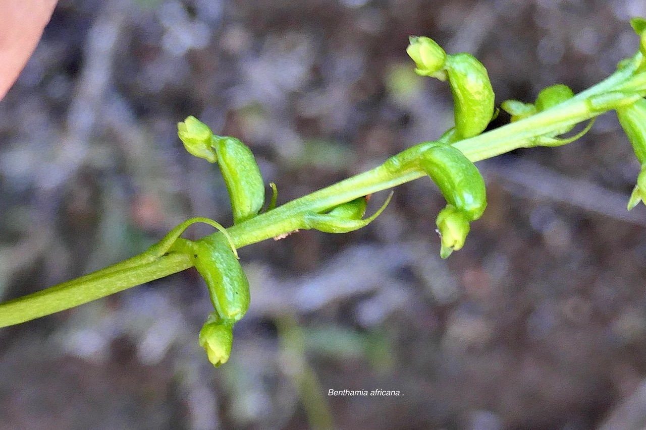 Benthamia africana .(Benthamia spiralis ). orchidaceae.endémique Madagascar Mascareignes. .jpeg