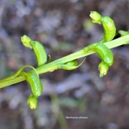 Benthamia africana .(Benthamia spiralis ). orchidaceae.endémique Madagascar Mascareignes. .jpeg
